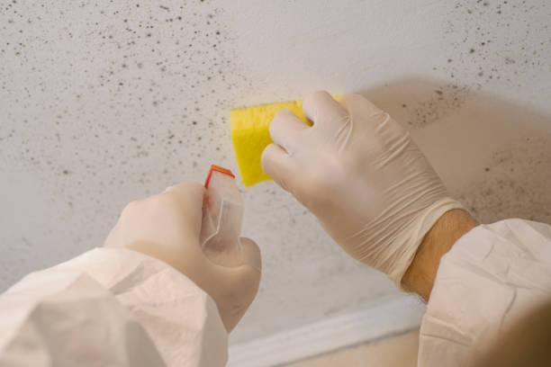 Best Real Estate Mold Inspection  in Hewitt, NJ